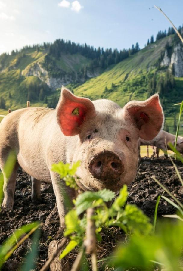 Haus Wildschutz Lägenhet Hippach Exteriör bild